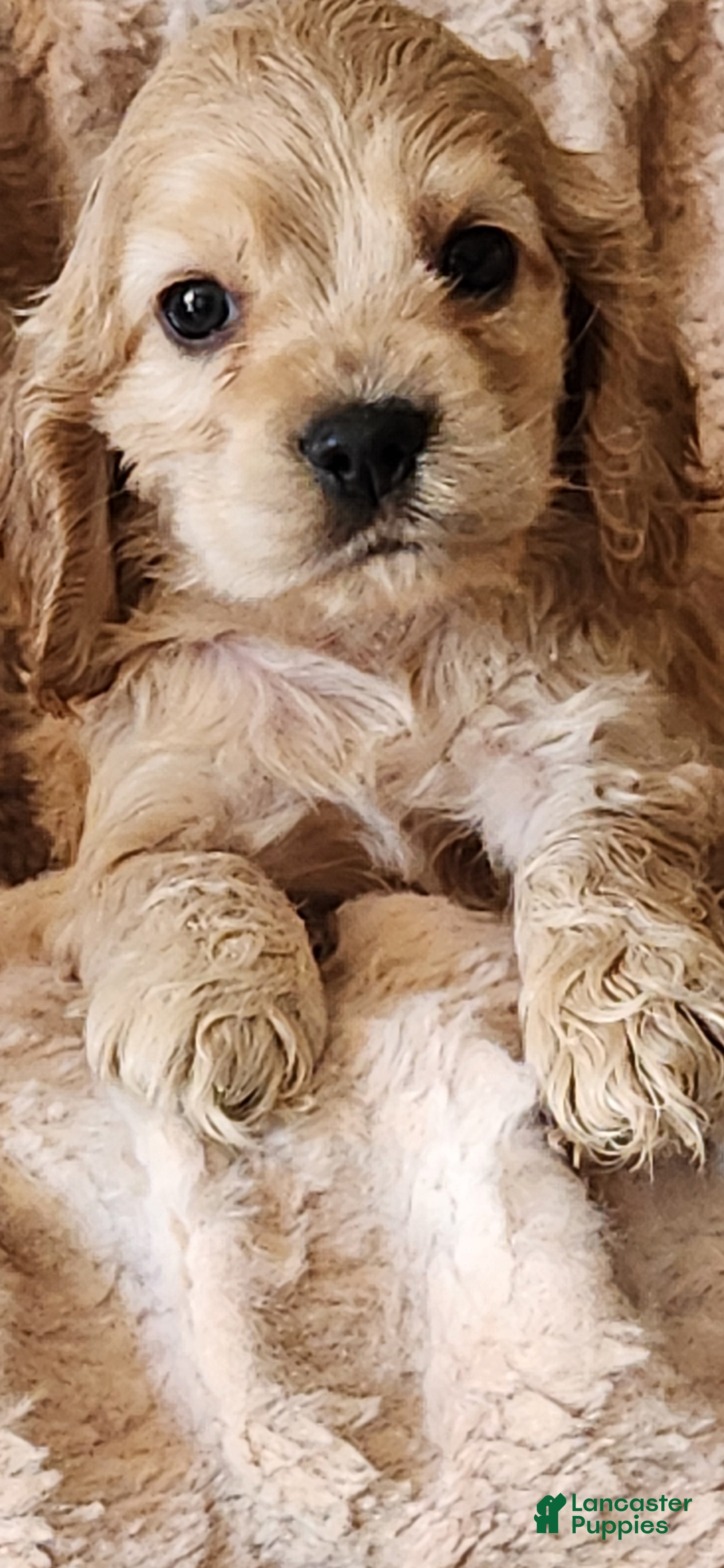 Cocker Spaniel dogs Cocker Spaniel 4 - Ad 1