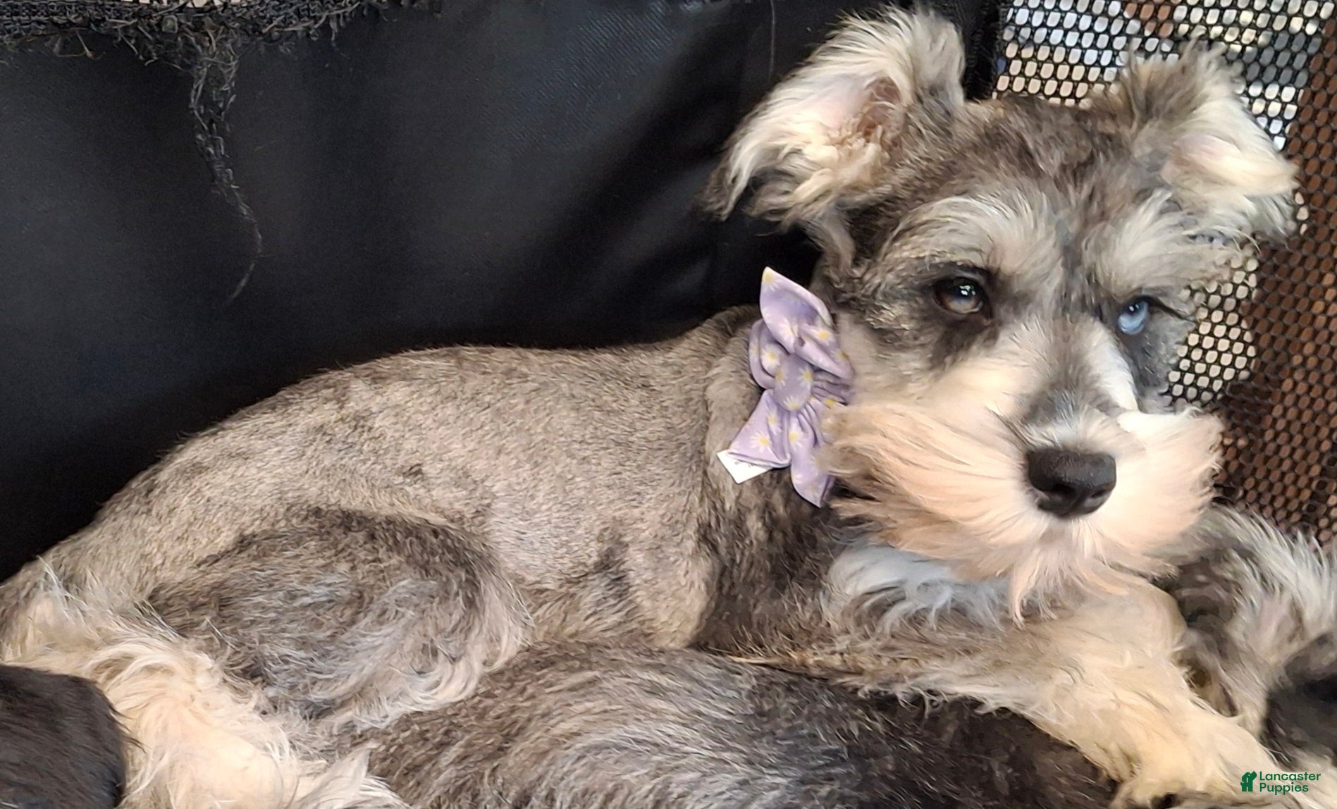 Miniature Schnauzer dogs Ms. POPCORN - Ad 4