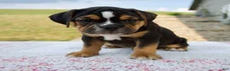 Beabull dogs for sale: Bentley - Ad 6