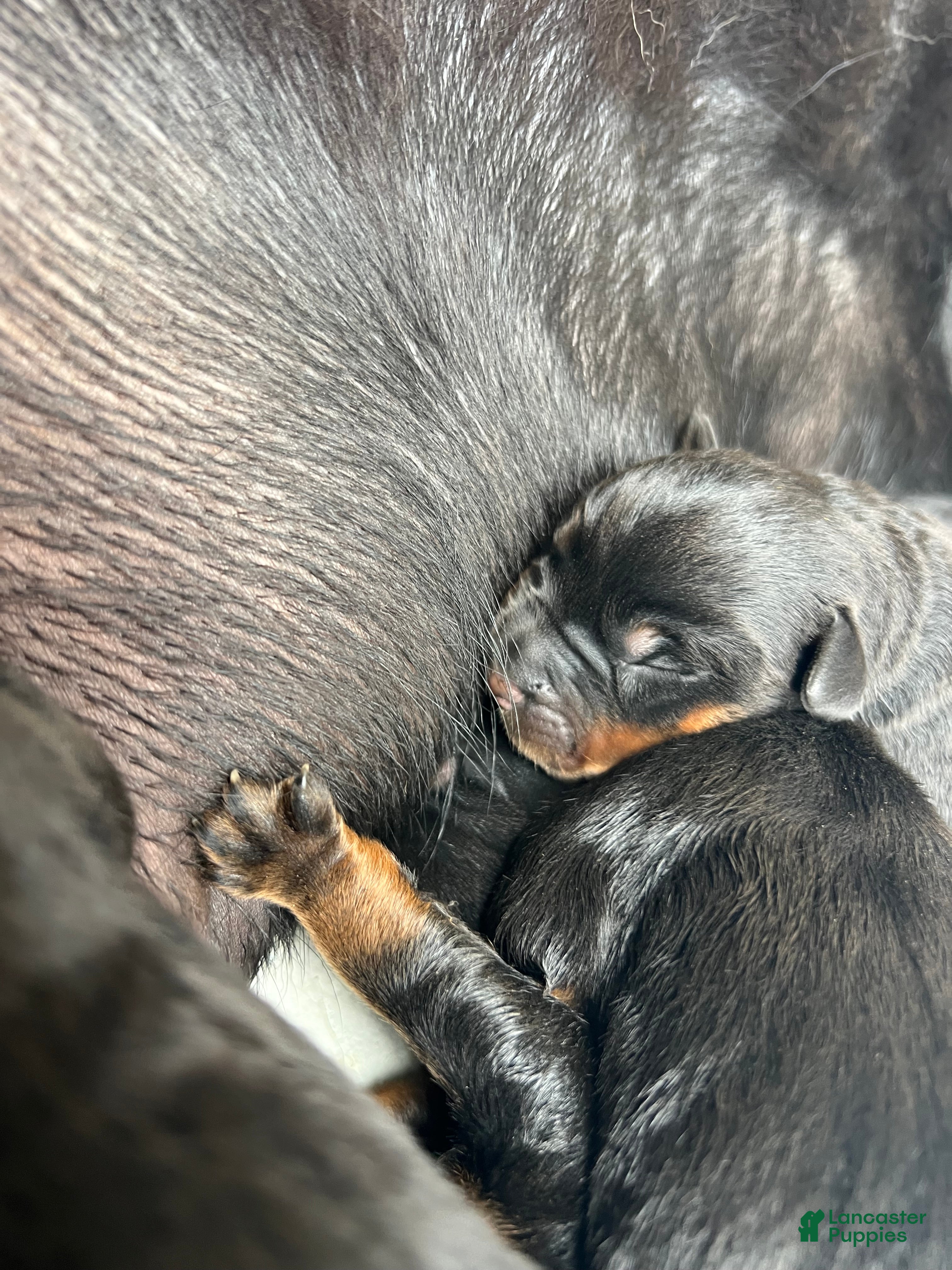 Rottweiler dogs for sale: Rottweiler 9 - Ad 2