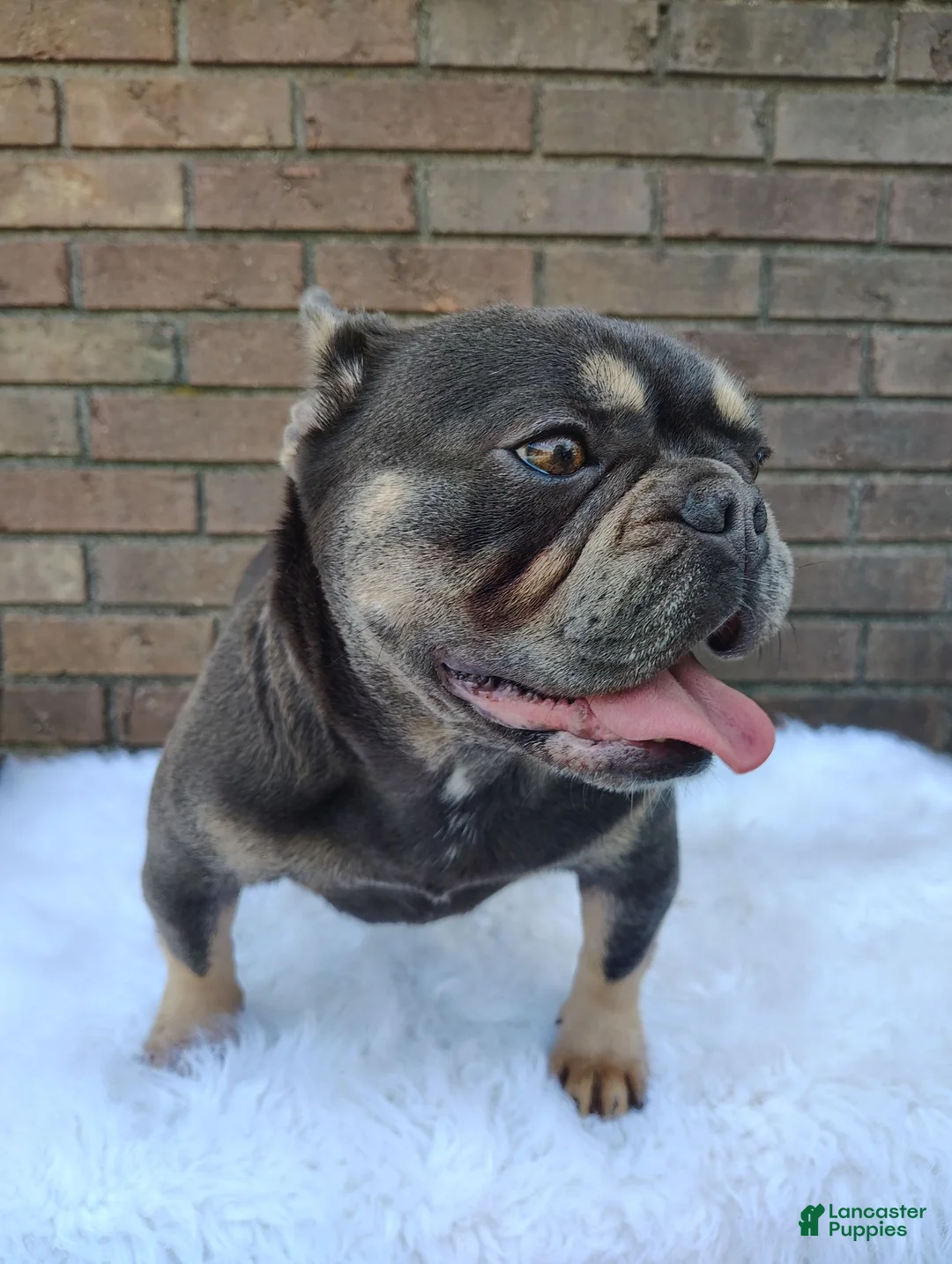 French Bulldog dogs for sale: Dewey - Ad 11