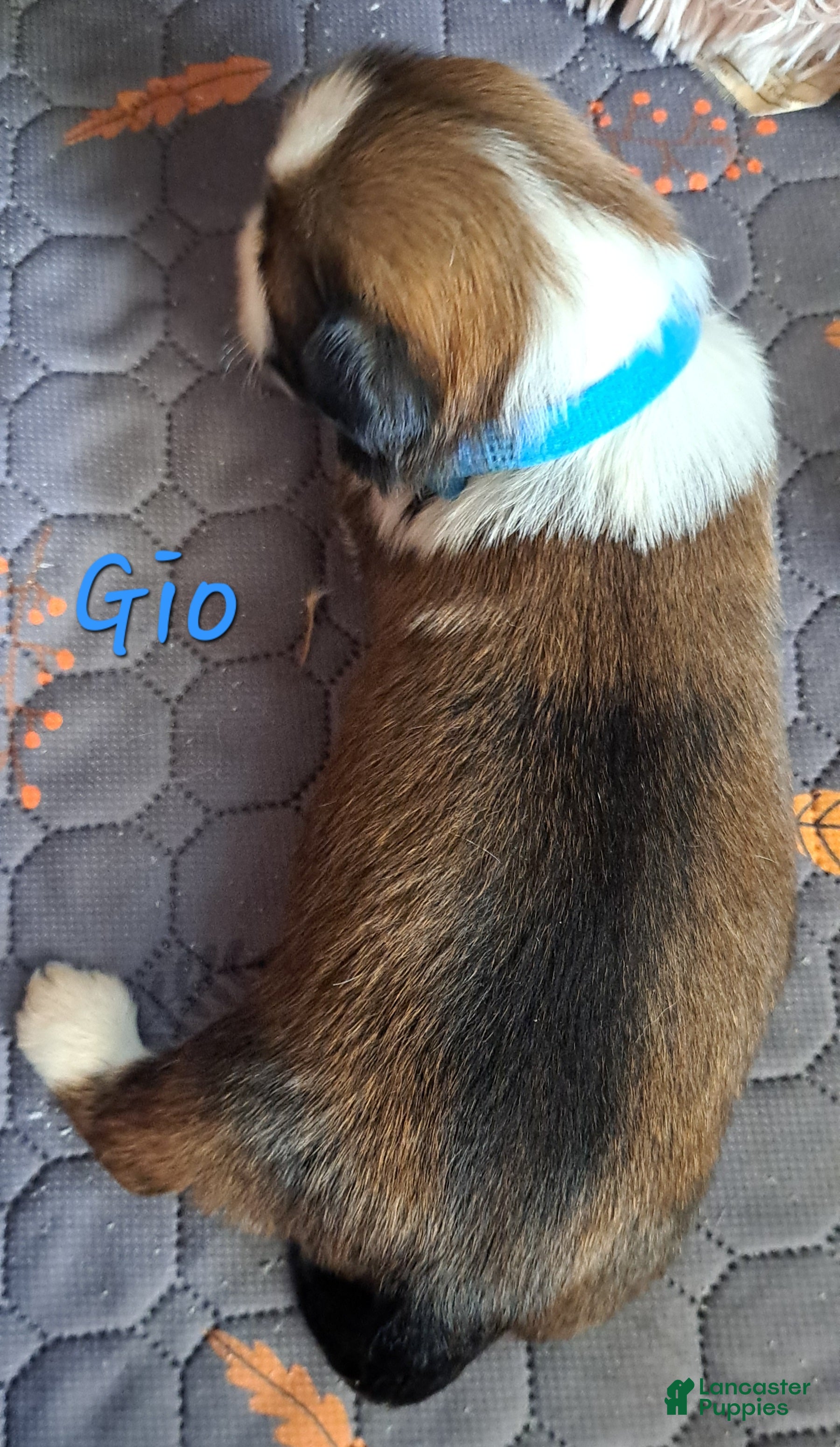 Lhasa Apso dogs for sale: Gio - Ad 4