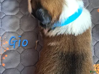 Lhasa Apso dogs Gio - Ad 1