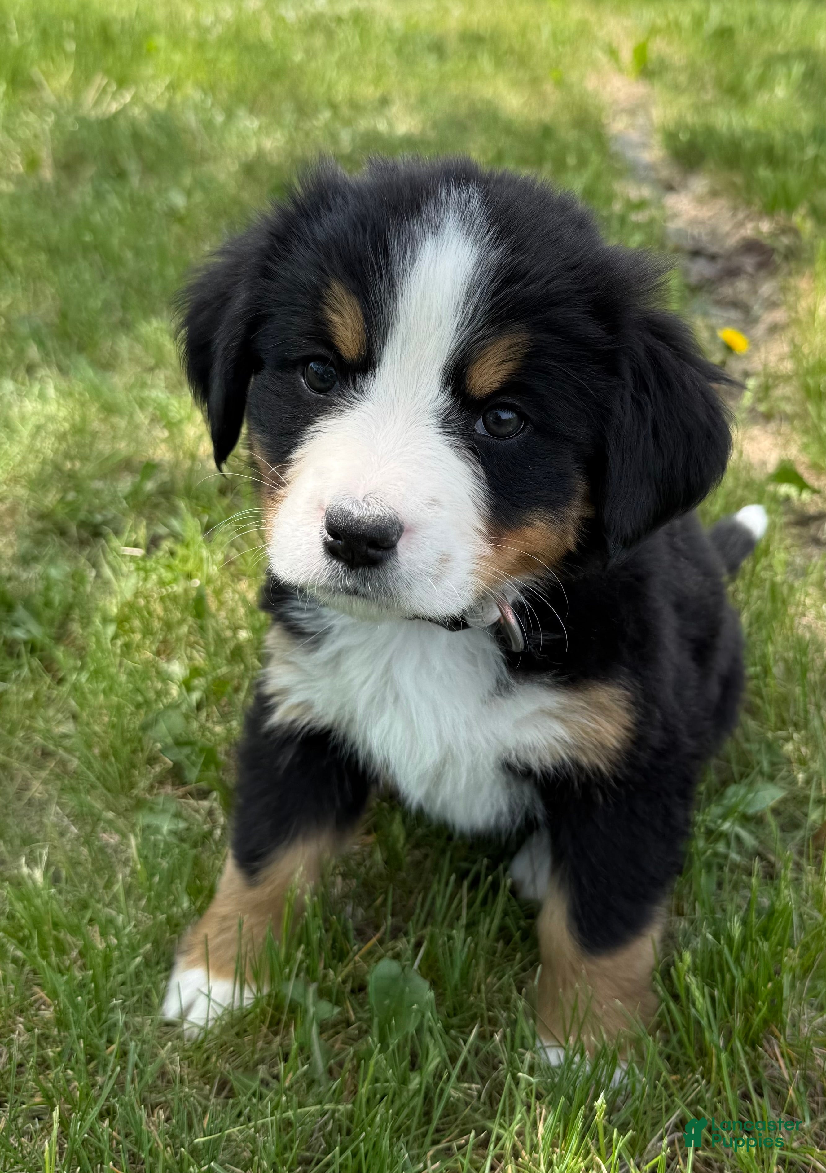 Bernese Mountain Dog dogs Bunny - Ad 2
