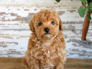 Miniature Poodle dogs Cookie - Ad 4