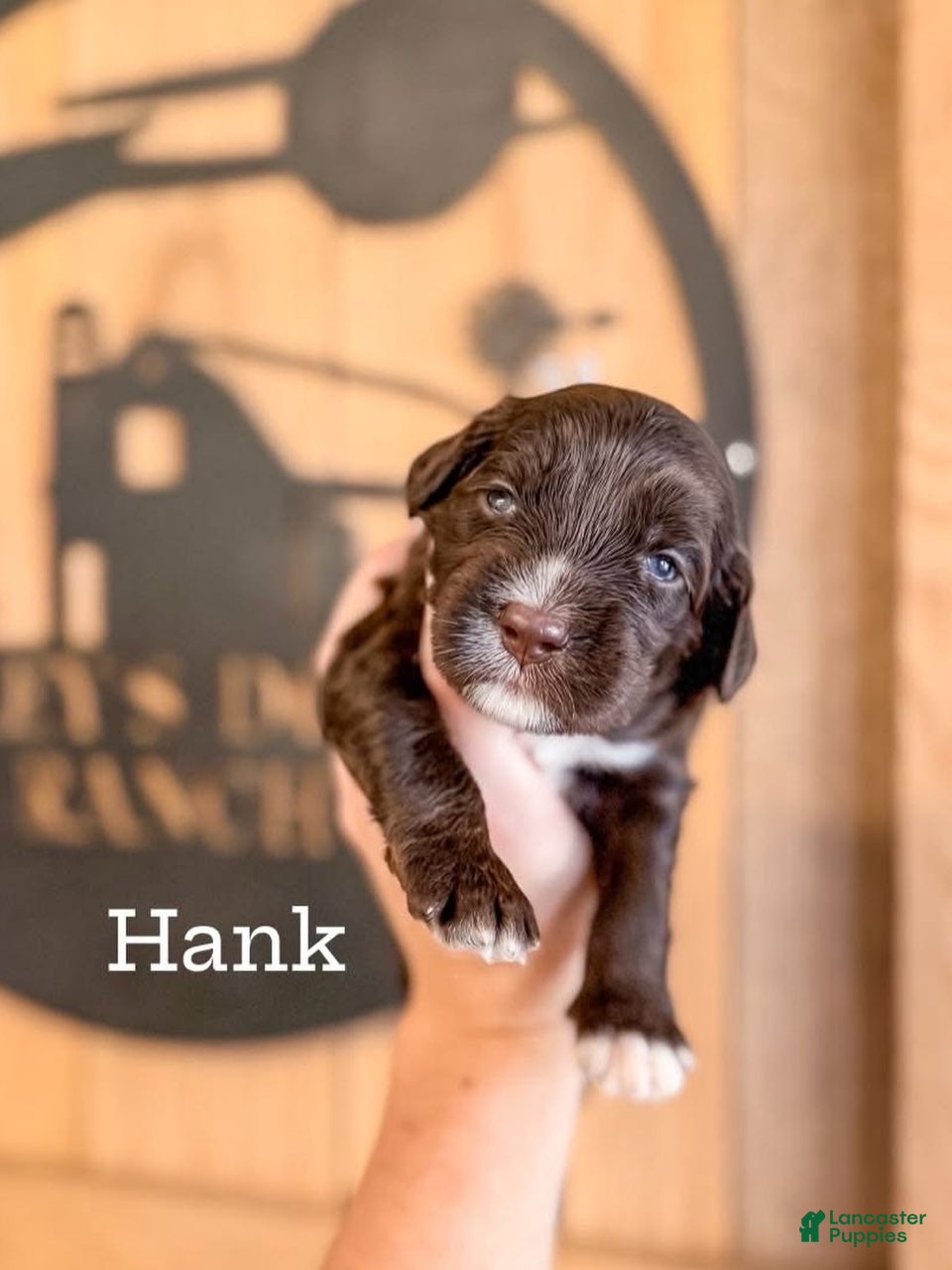 Hank, Double Doodle