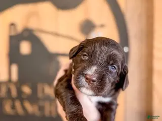 Double Doodle dogs Hank - Ad 8