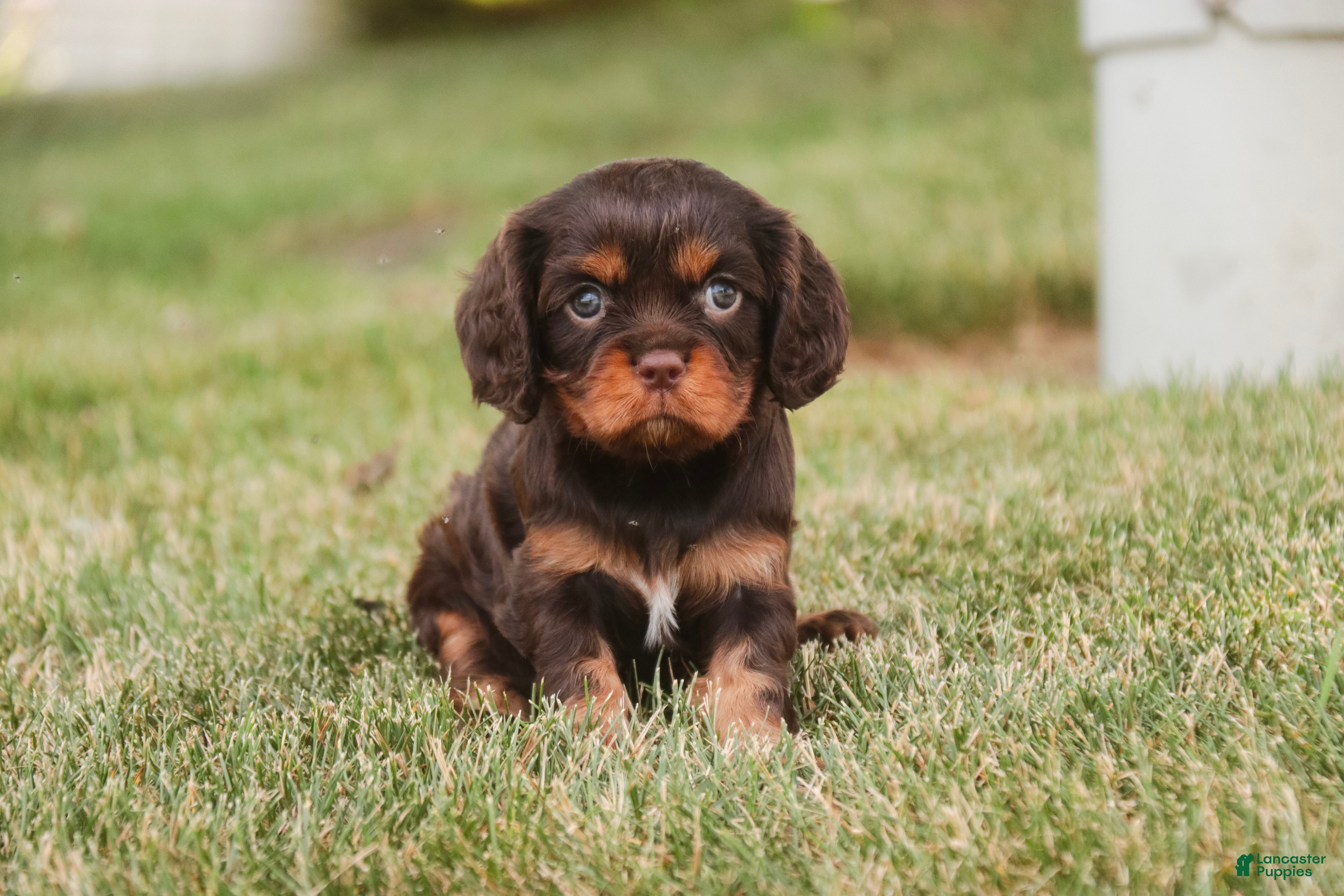 Cavalier King Charles Spaniel dogs Pollyanna Cavalier King Charles Spaniel  - Ad 1