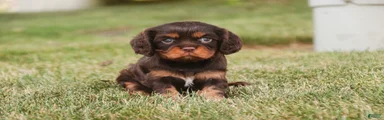 Pollyanna Cavalier King Charles Spaniel 