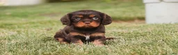 Cavalier King Charles Spaniel dogs for sale: Pollyanna Cavalier King Charles Spaniel  - Ad 1