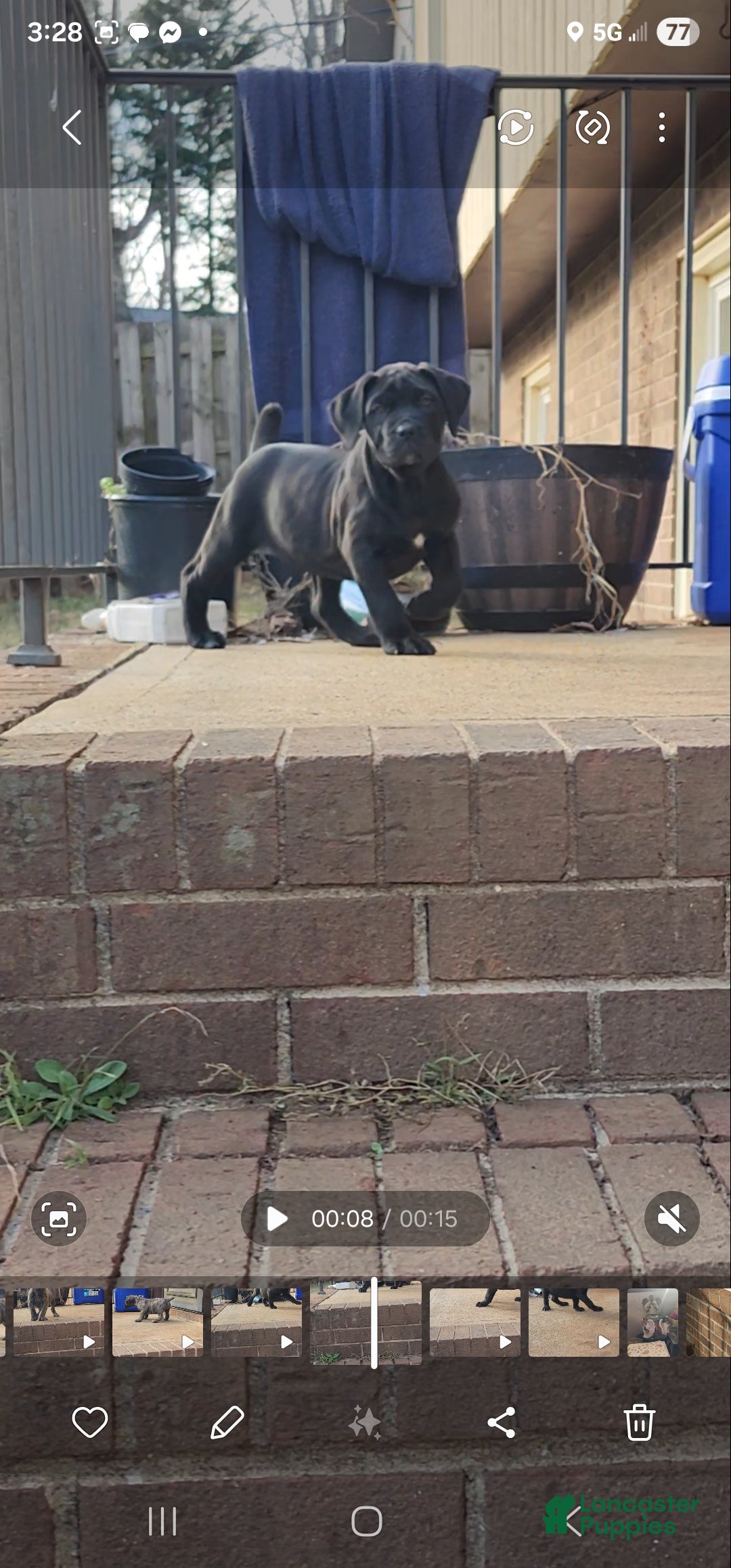 South African Boerboels dogs for sale: Tiger - Ad 6