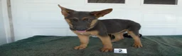 German Shepherd dogs for sale: German Shepherd 2 Max - Ad 3