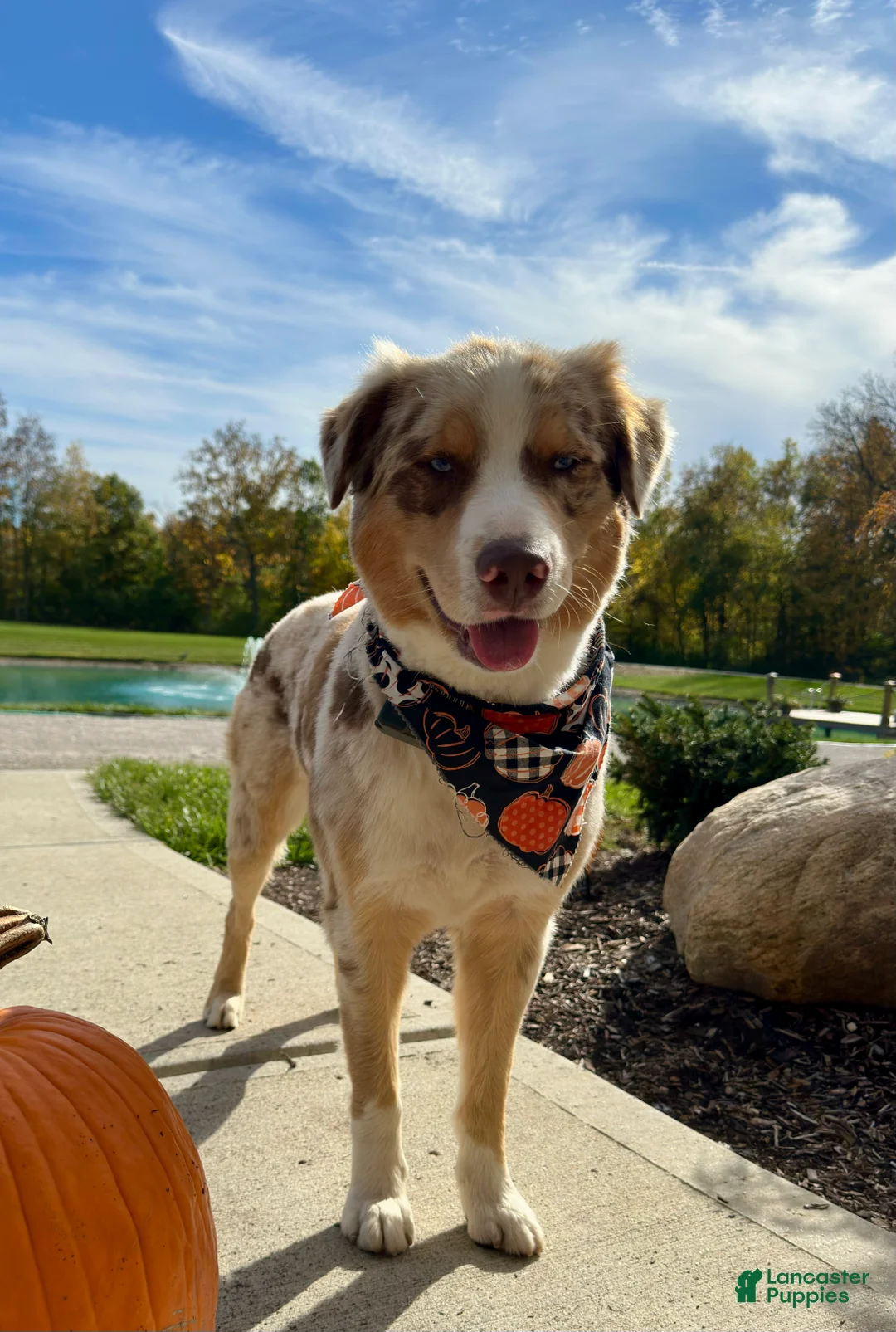 Miniature Australian Shepherd dogs for sale: Ozzie Jr. - Ad 4