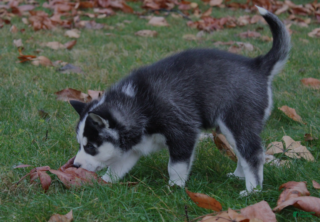 Siberian Husky dogs for sale: Bandit - Ad 3