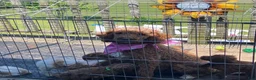 Miniature Poodle dogs for sale: Mocha - Ad 13