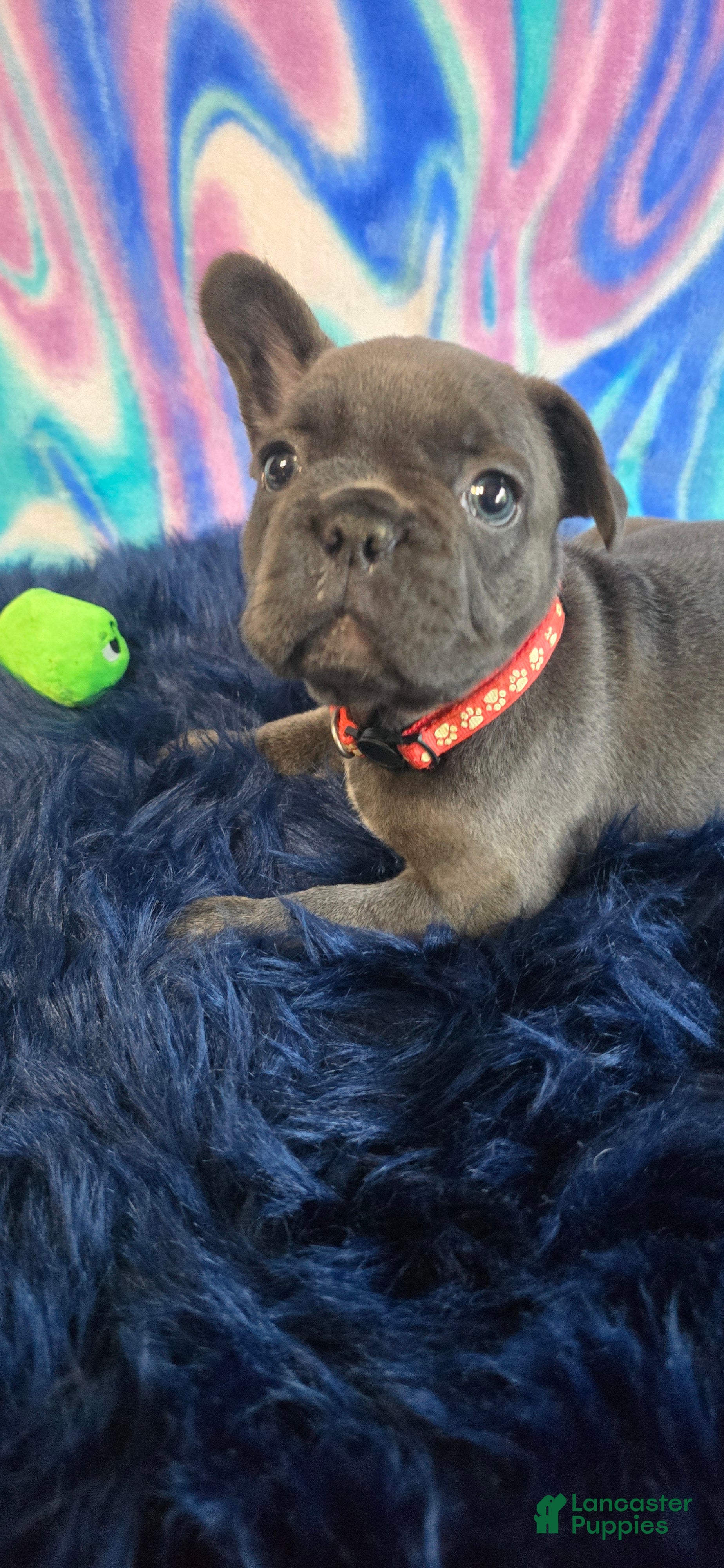 French Bulldog dogs Bella - Ad 2