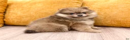 Pomeranian dogs for sale: Cuddles - Ad 5