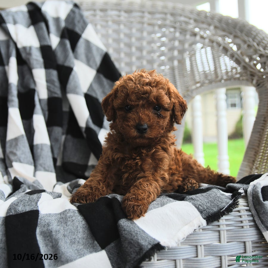 Miniature Poodle dogs Anothny - Ad 1