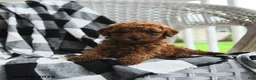 Miniature Poodle dogs for sale: Anothny - Ad 1