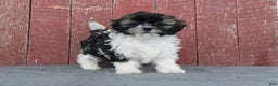 Shihpoo dogs for sale: Makayla - Ad 1