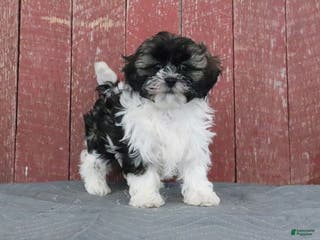 Shihpoo dogs Makayla - Ad 34