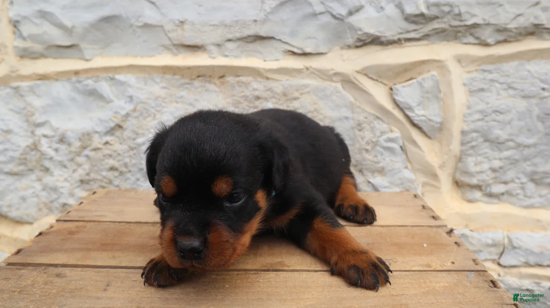 Rottweiler dogs for sale: Bing - Ad 2