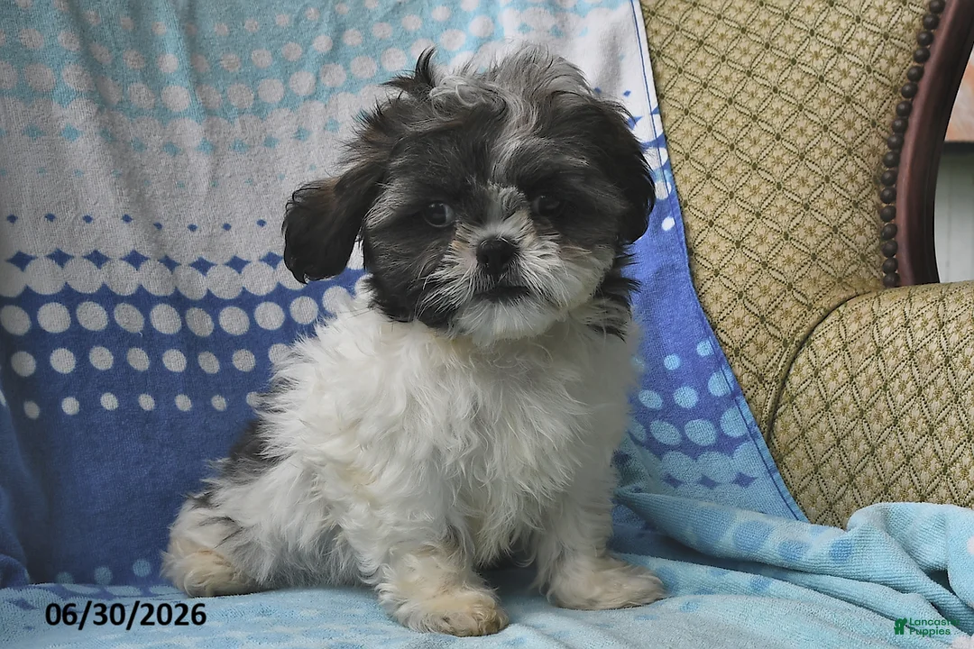 Shih Tzu dogs for sale: Jeremiah - Ad 2