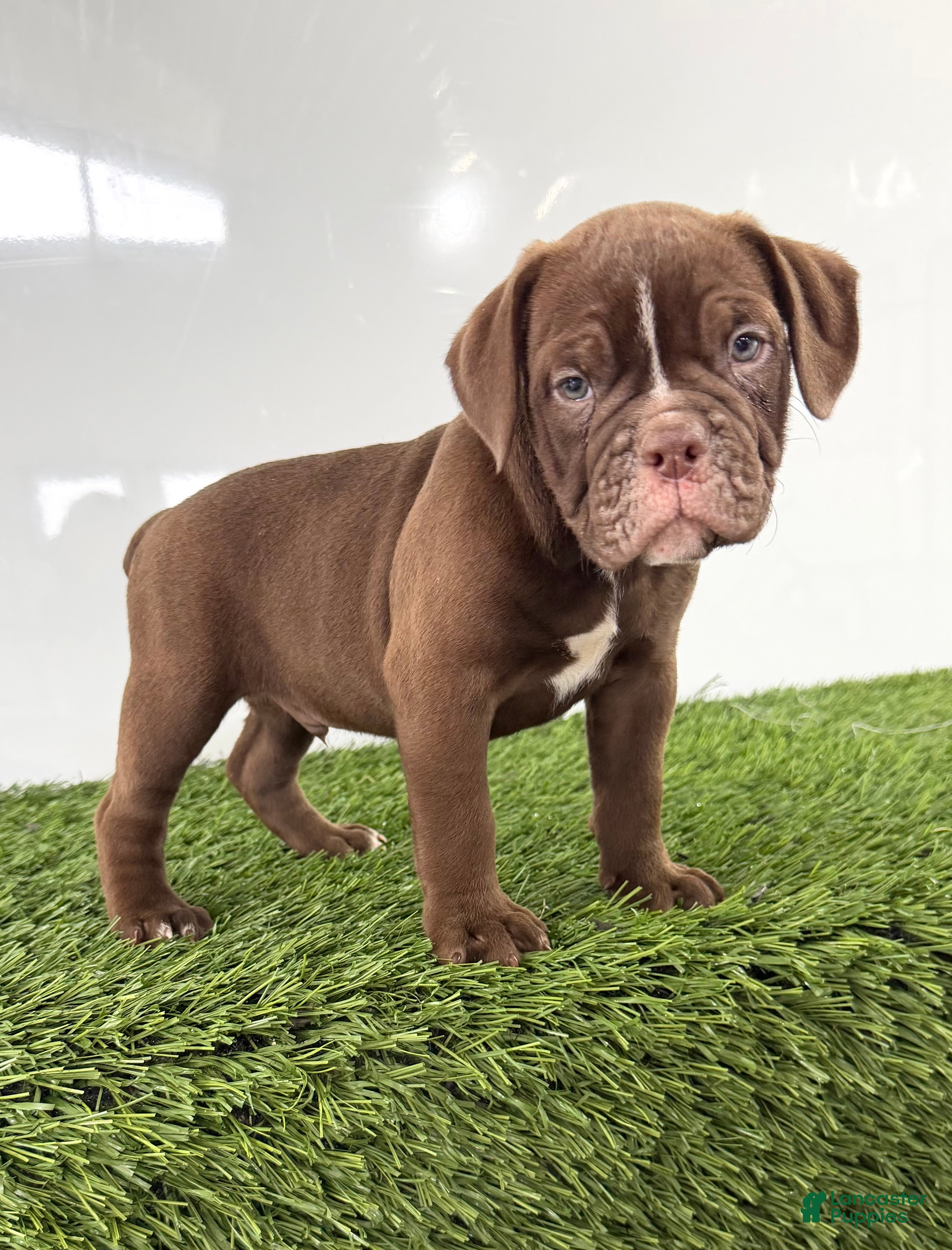 Olde English Bulldogge dogs for sale: Charlie - Ad 4