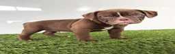 Olde English Bulldogge dogs for sale: Charlie - Ad 1