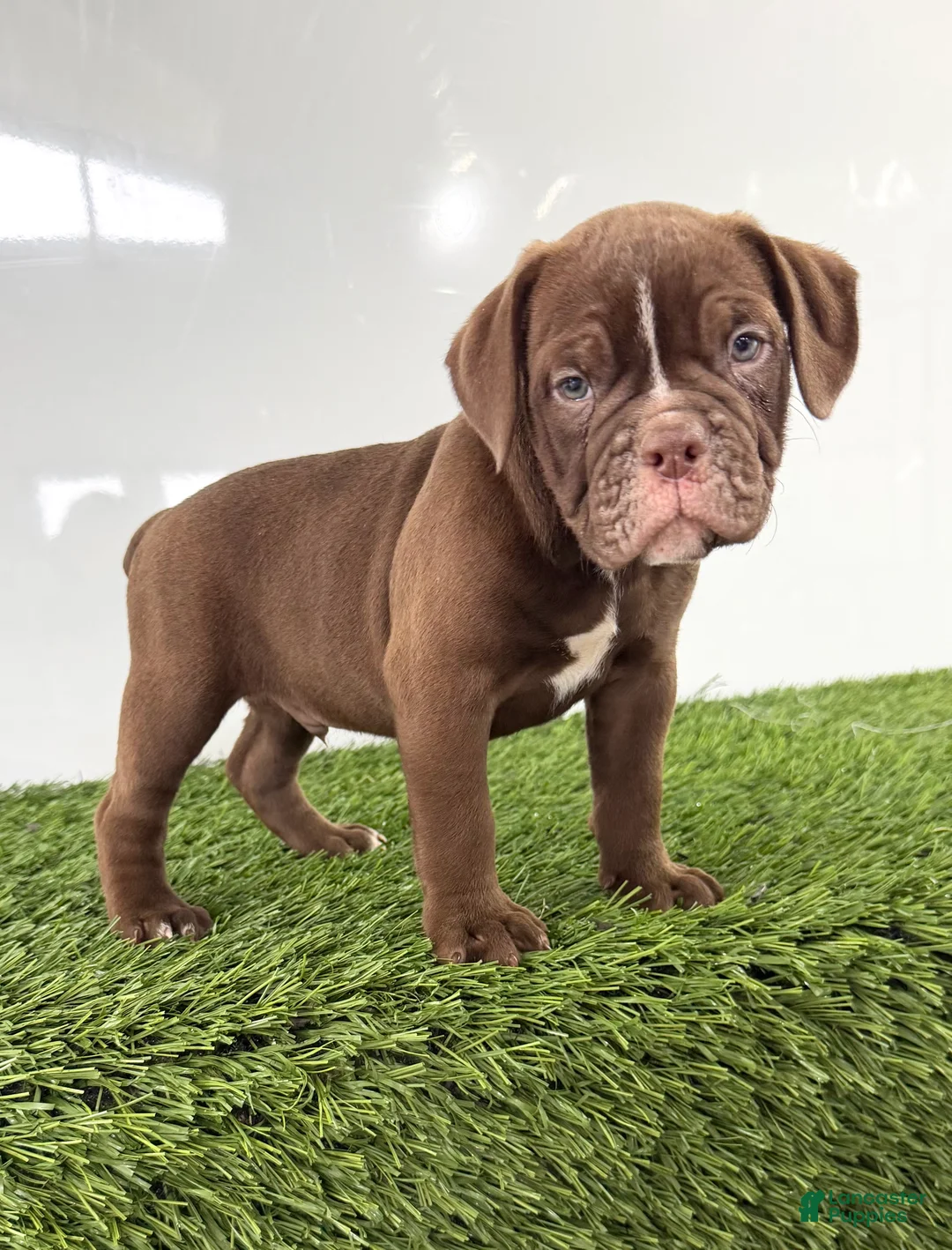 Olde English Bulldogge dogs for sale: Charlie - Ad 1