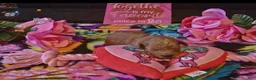 Mini Goldendoodle dogs for sale: lily - Ad 14