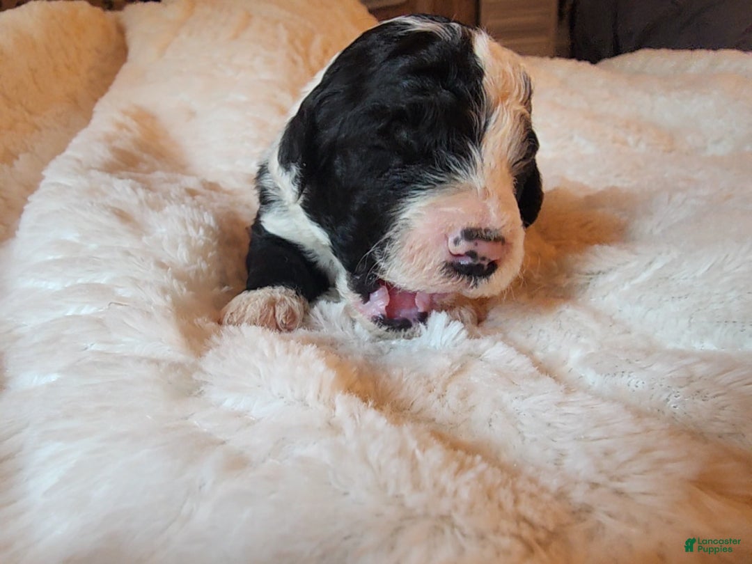 Mixed Breed dogs for sale: Kirk - Ad 2