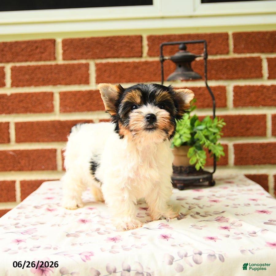 Yorkshire Terrier dogs Pansy - Ad 2
