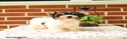 Yorkshire Terrier dogs for sale: Pansy - Ad 2