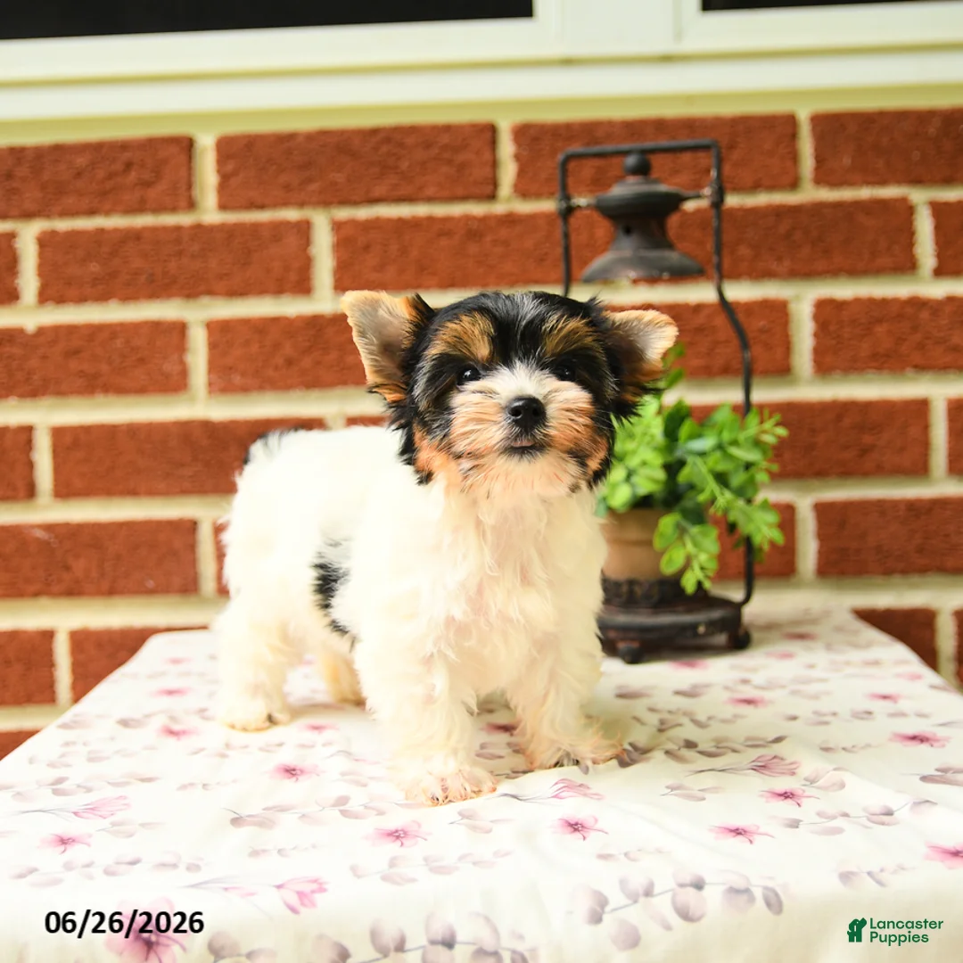 Yorkshire Terrier dogs for sale: Pansy - Ad 2