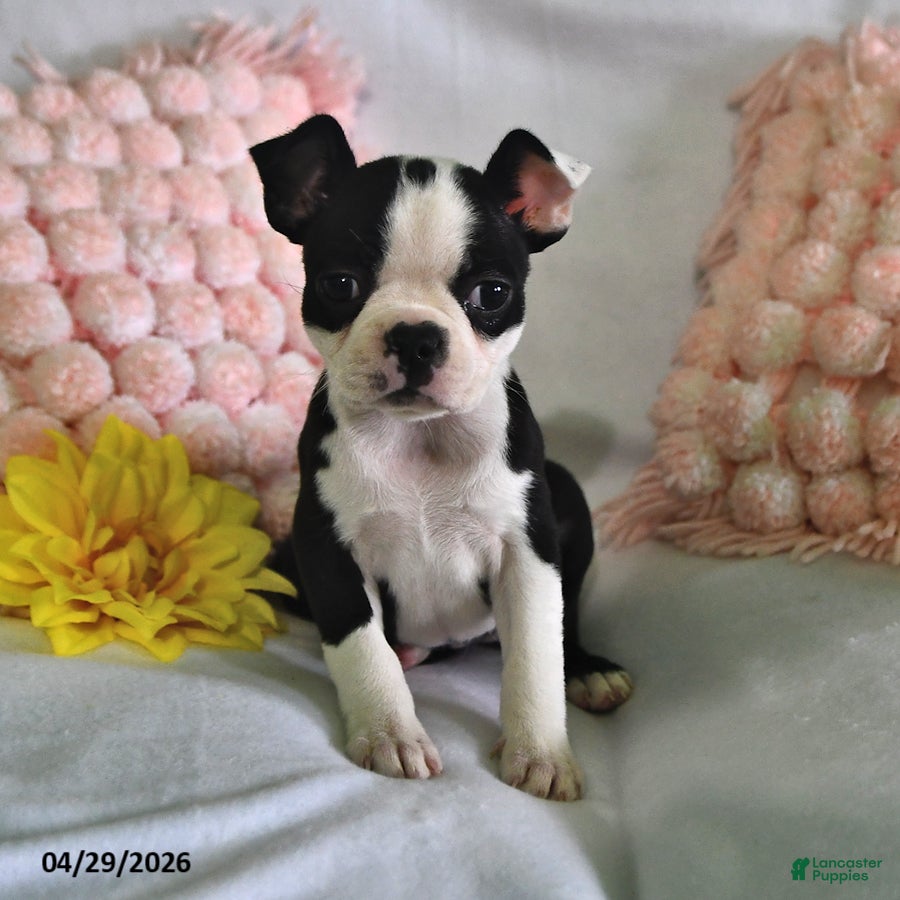 Boston Terrier dogs for sale: Daisy - Ad 3