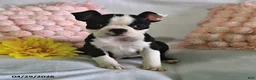 Boston Terrier dogs for sale: Daisy - Ad 1