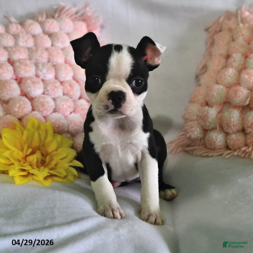 Boston Terrier dogs for sale: Daisy - Ad 1