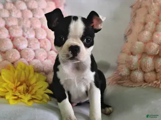 Boston Terrier dogs for sale: Daisy - Ad 3