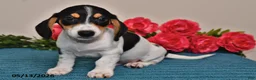 Miniature Dachshund dogs for sale: Leo - Ad 3