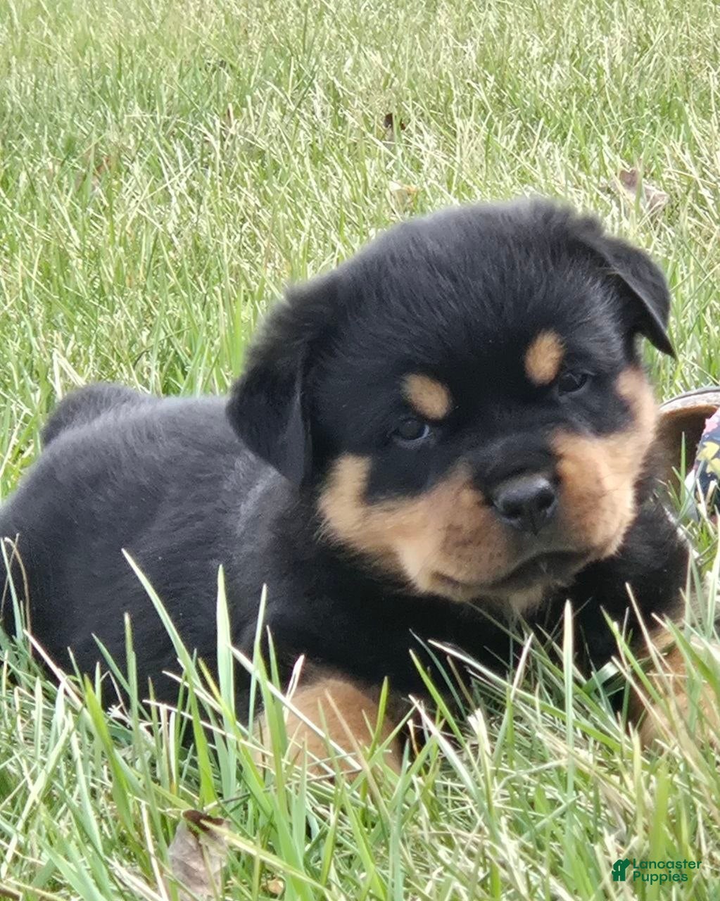 Rottweiler dogs Mr Benji - Ad 2