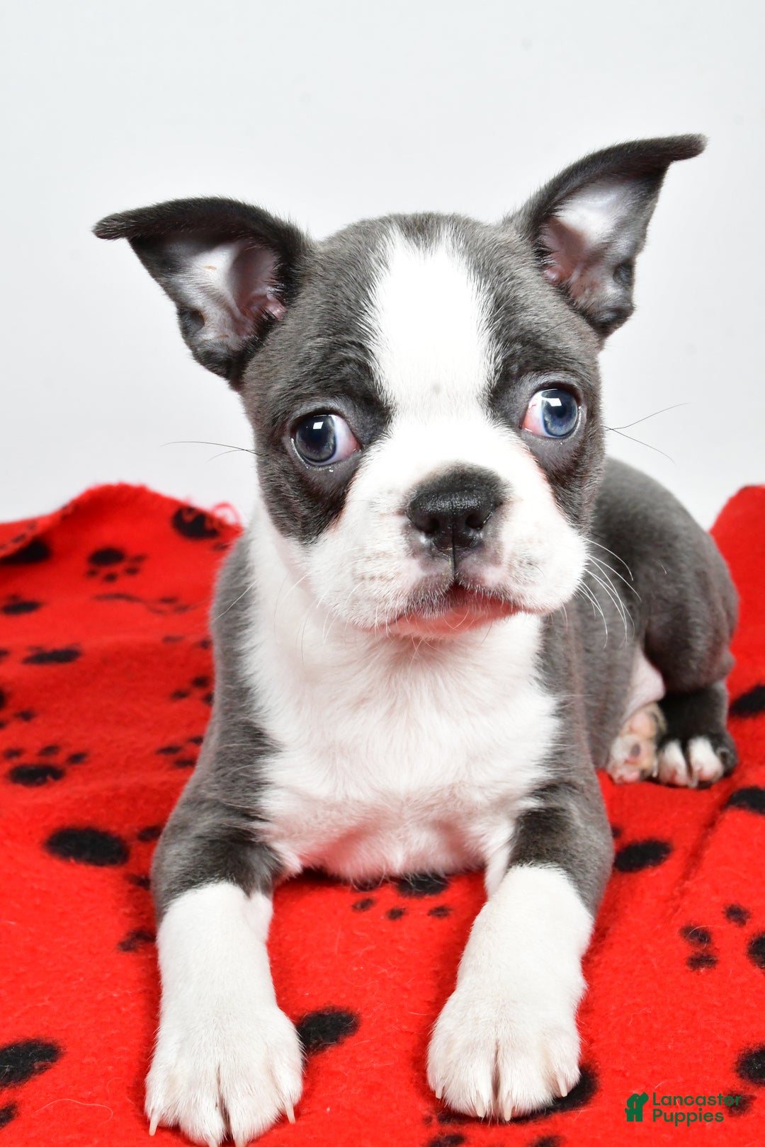 Boston Terrier dogs for sale: Trisha  - Ad 9