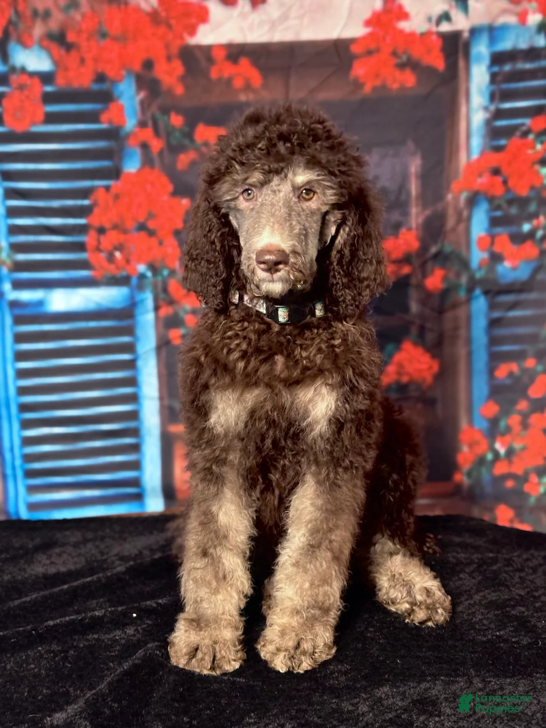 Standard Poodle dogs for sale: Bella - Ad 2