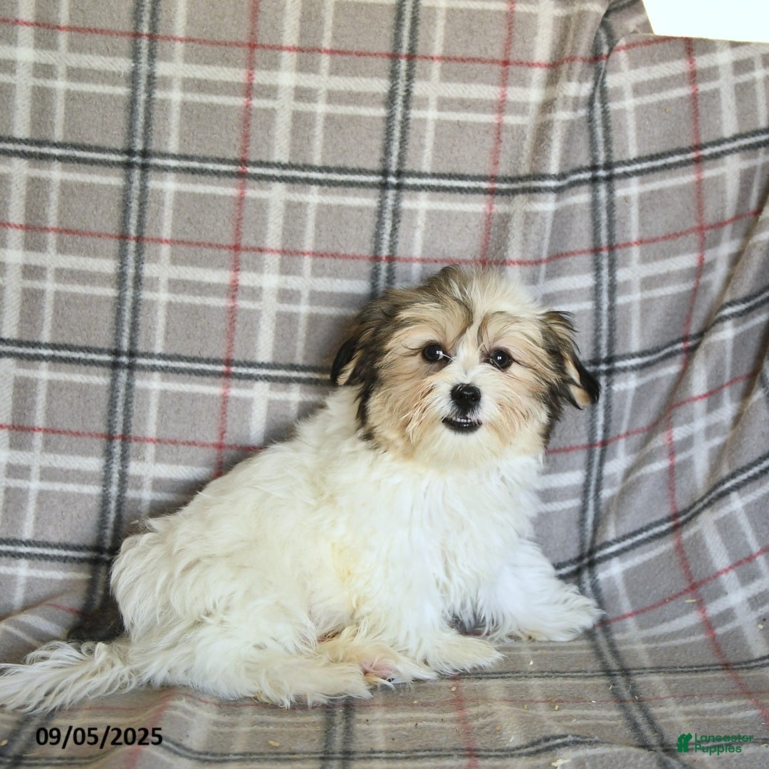 Shorkie dogs for sale: Karl - Ad 12