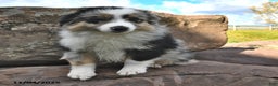 Miniature Australian Shepherd dogs for sale: Ripple - Ad 3