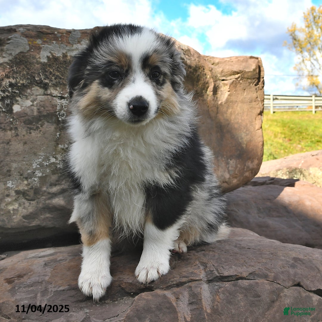 Miniature Australian Shepherd dogs for sale: Ripple - Ad 3