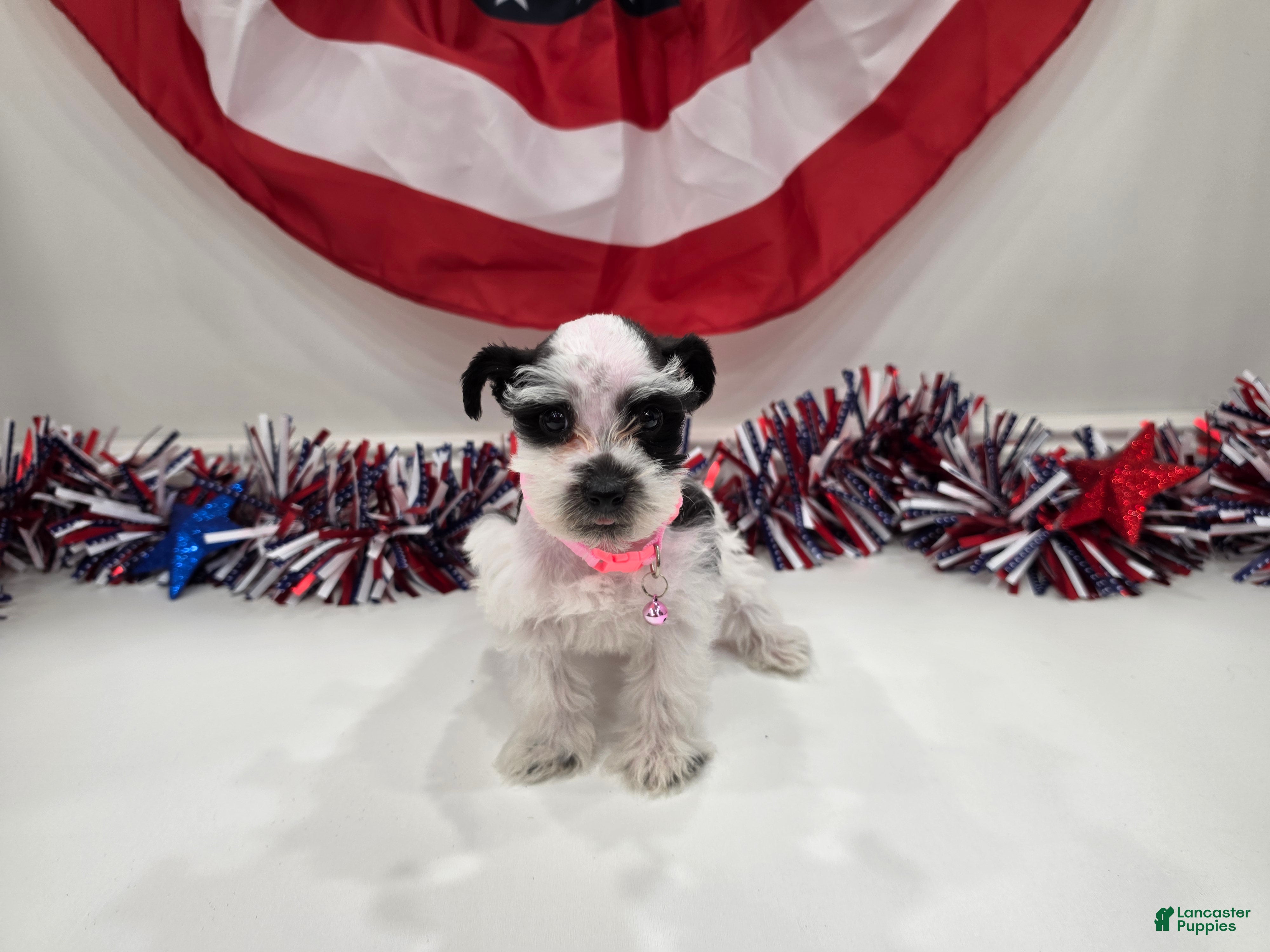 Miniature Schnauzer dogs for sale: Grace black parti  - Ad 3