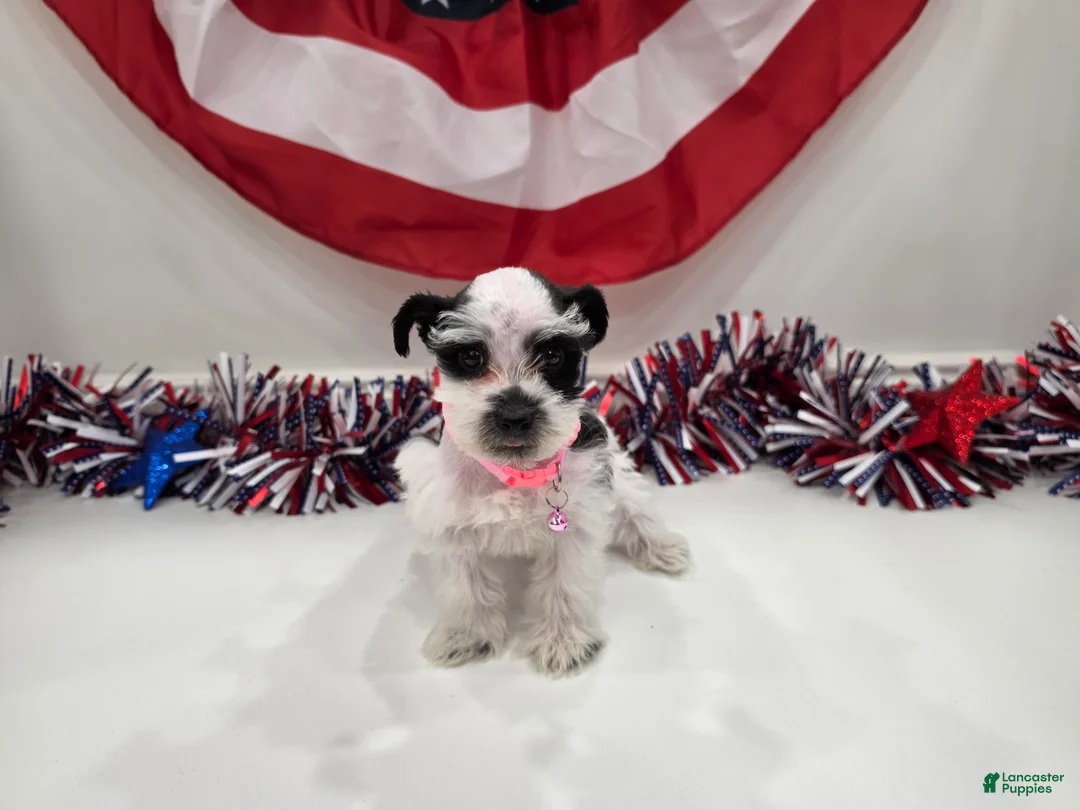Miniature Schnauzer dogs for sale: Grace black parti  - Ad 1