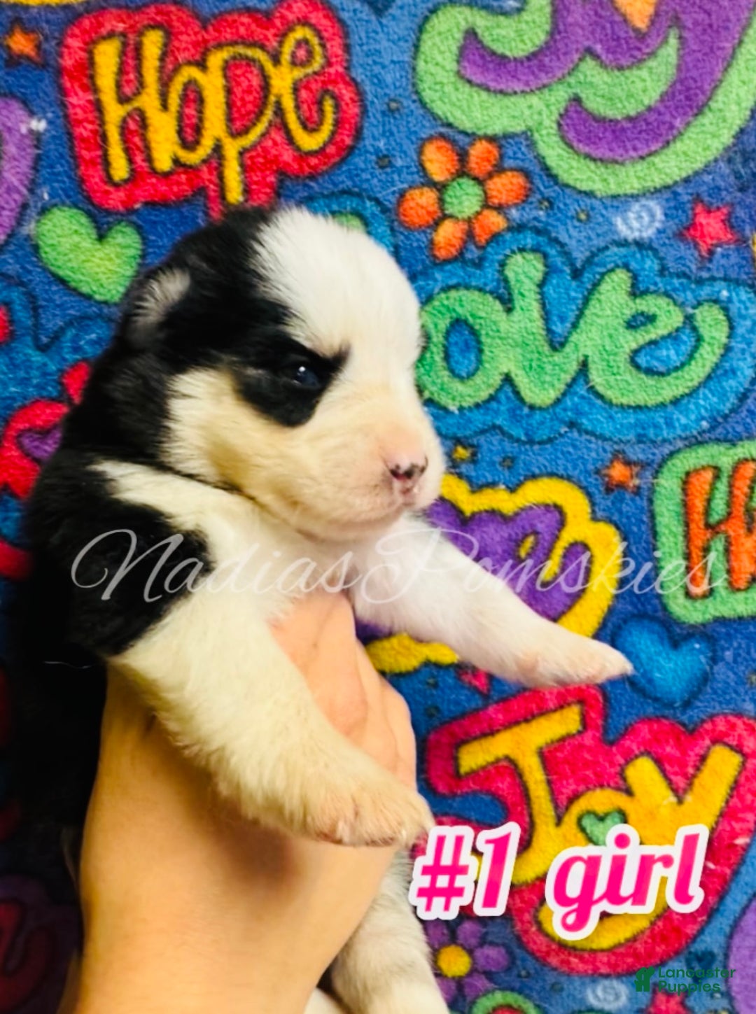 Pomsky dogs for sale: Pomsky Puppy 3 - Ad 1