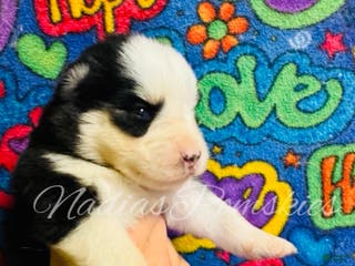 Pomsky dogs Pomsky Puppy 3 - Ad 27